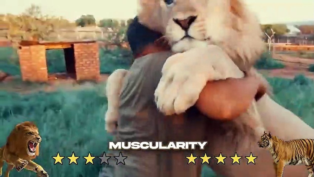 Tiger VS Lion Real Fight 2023 - Tough Creatures