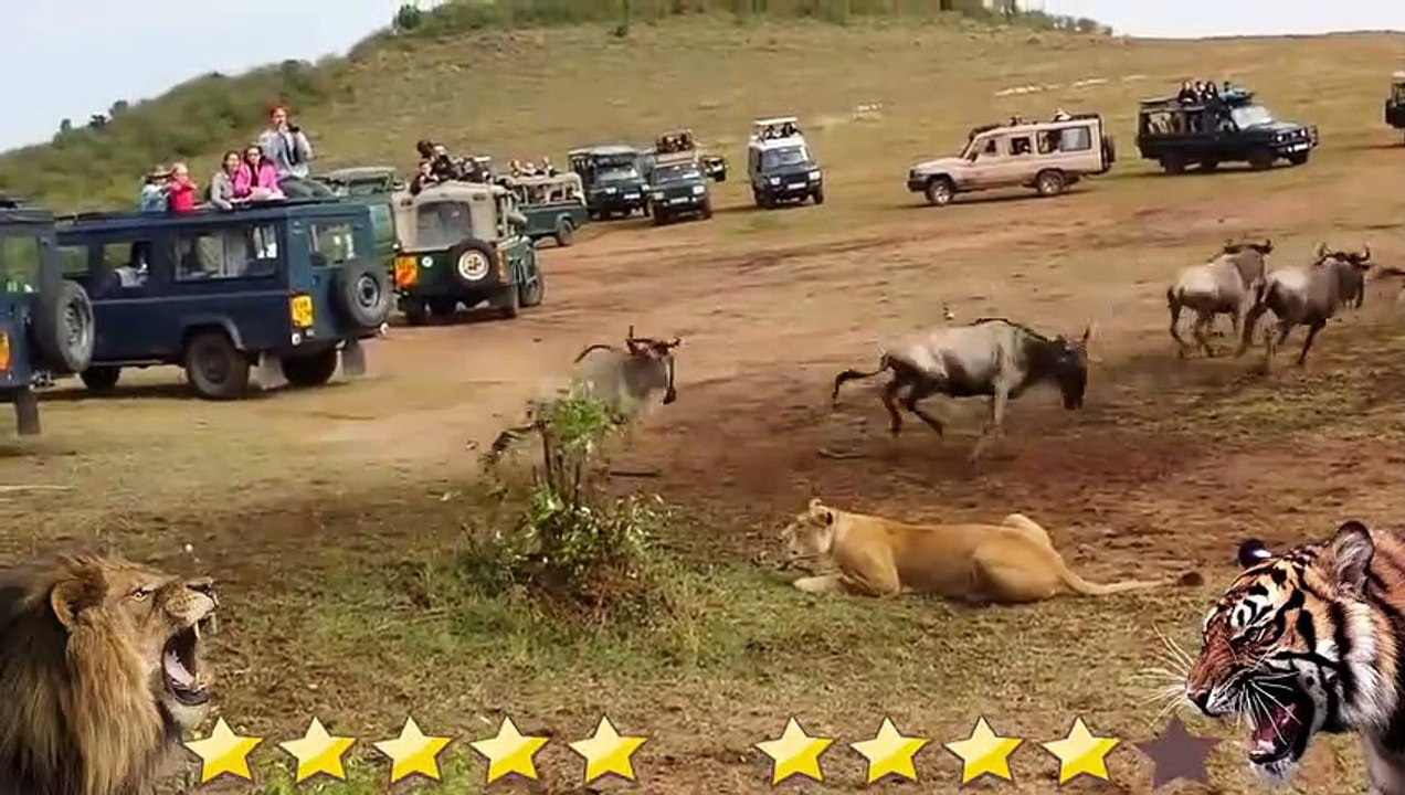 Lion VS Tiger Real Fight 2021 - Tough Creatures [Ep. 3]