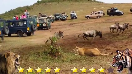 Lion VS Tiger Real Fight 2021 - Tough Creatures [Ep. 3]