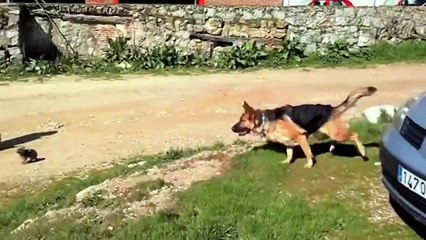 HOW TO TRAIN YOUR DOG IF YOU DON'T WANT TO BE BITTEN BY YOUR DOG