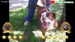 Pitbull VS Rottweiler Real Fight 2021   Rottweiler VS Pitbull Real Fight   Tough Creatures