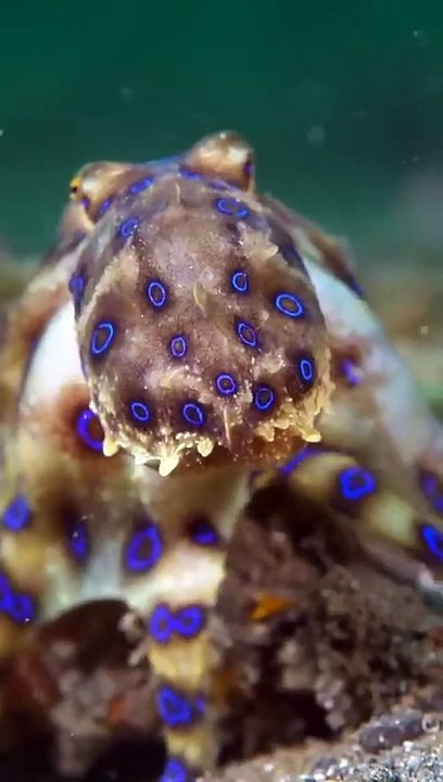 Vertrau Niemals Einem Delfin