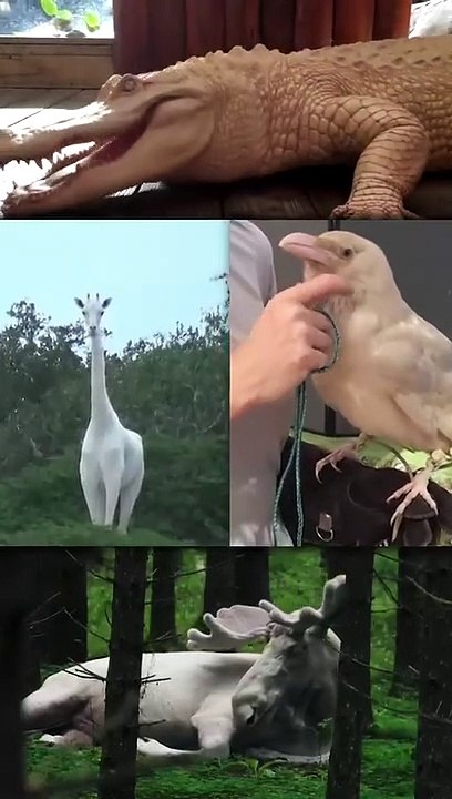 Seltene Weiße Tiere