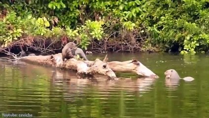 Selbst Jaguare Fürchten Sich Vor Dieser Kreatur!