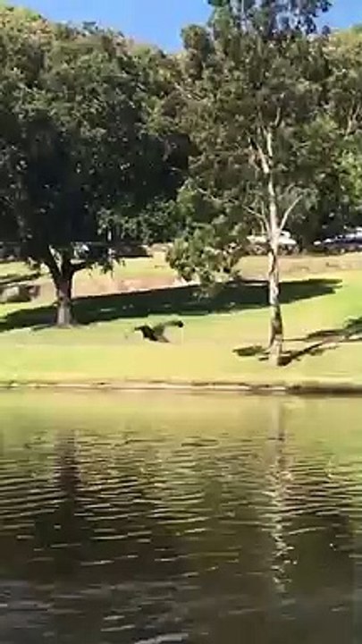 Fledermäuse können schwimmen