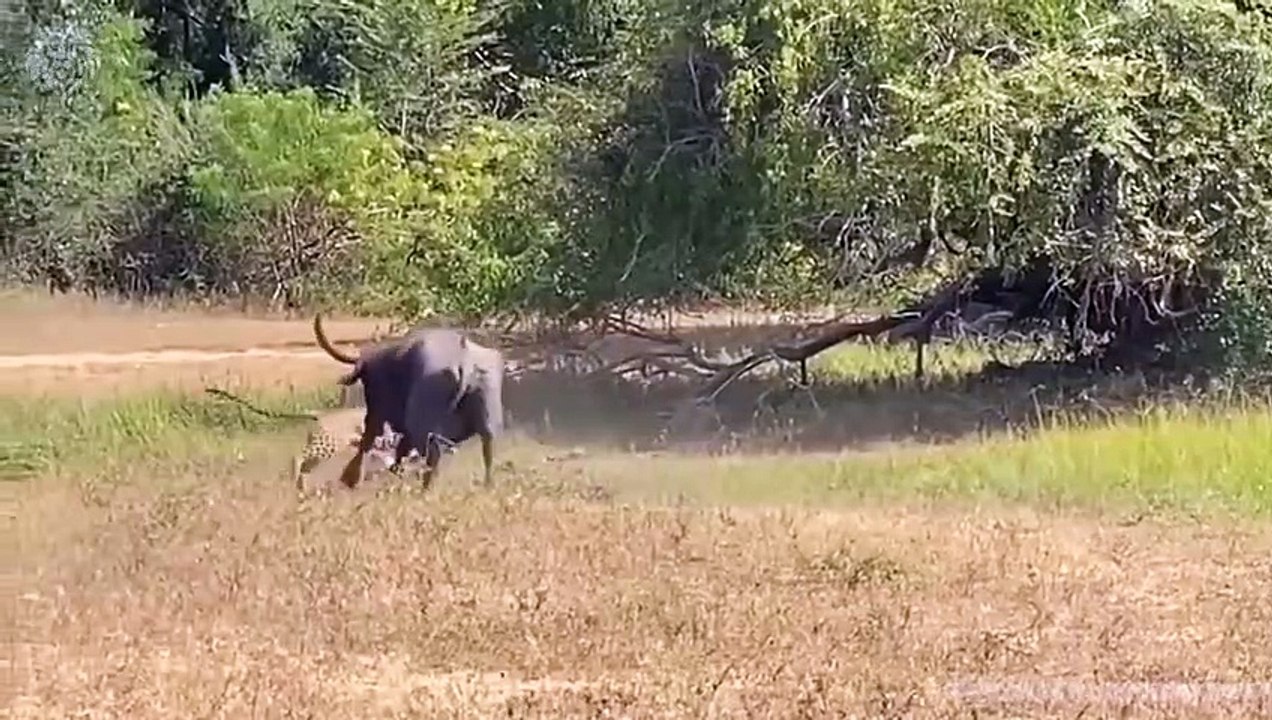 Buffalo attacks Leopard very hard to save her baby, Wild Animals Attack (3)