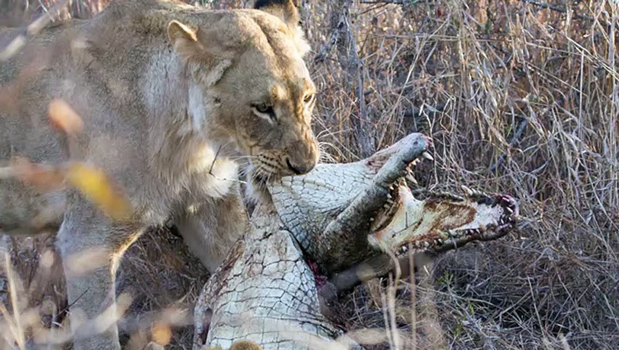 Extreme Fight Lion Vs Crocodile, Wild Animals Attack (3)