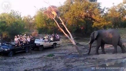 Extreme fight Leopard vs Elephant, Wild Animals Attack (3)