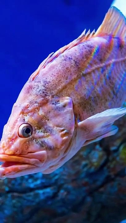 Tiere, Die Über 100 Jahre Alt Werden Können 1 Fische