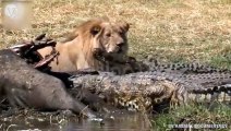 Lion attacks Crocodile very hard in the river, Wild Animals Attack (2)