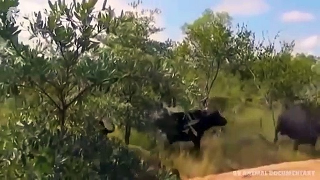 Mother Buffalo attacks Lion very hard to save her baby, Wild Animals Attack (3)