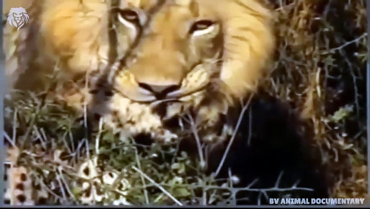 Angry Lion kills Cheetah in split seconds, Wild Animals Attack (2)