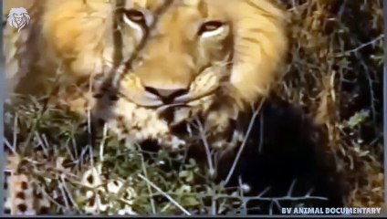 Angry Lion kills Cheetah in split seconds, Wild Animals Attack (2)