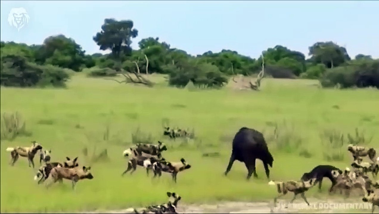 Mother Ostrich attacks Cheetah very hard to save her baby, Wild Animals Attack (2)