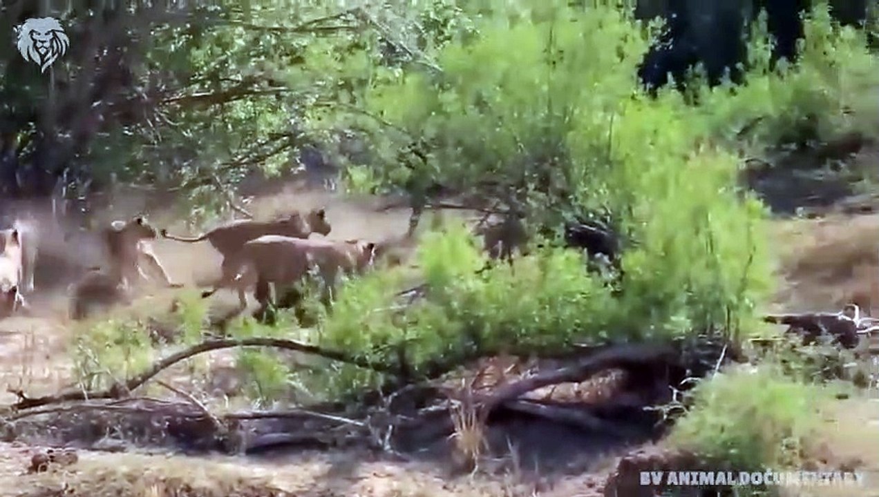 Extreme fights Elephant vs Lion to save buffalo, Wild Animals Attack (2)