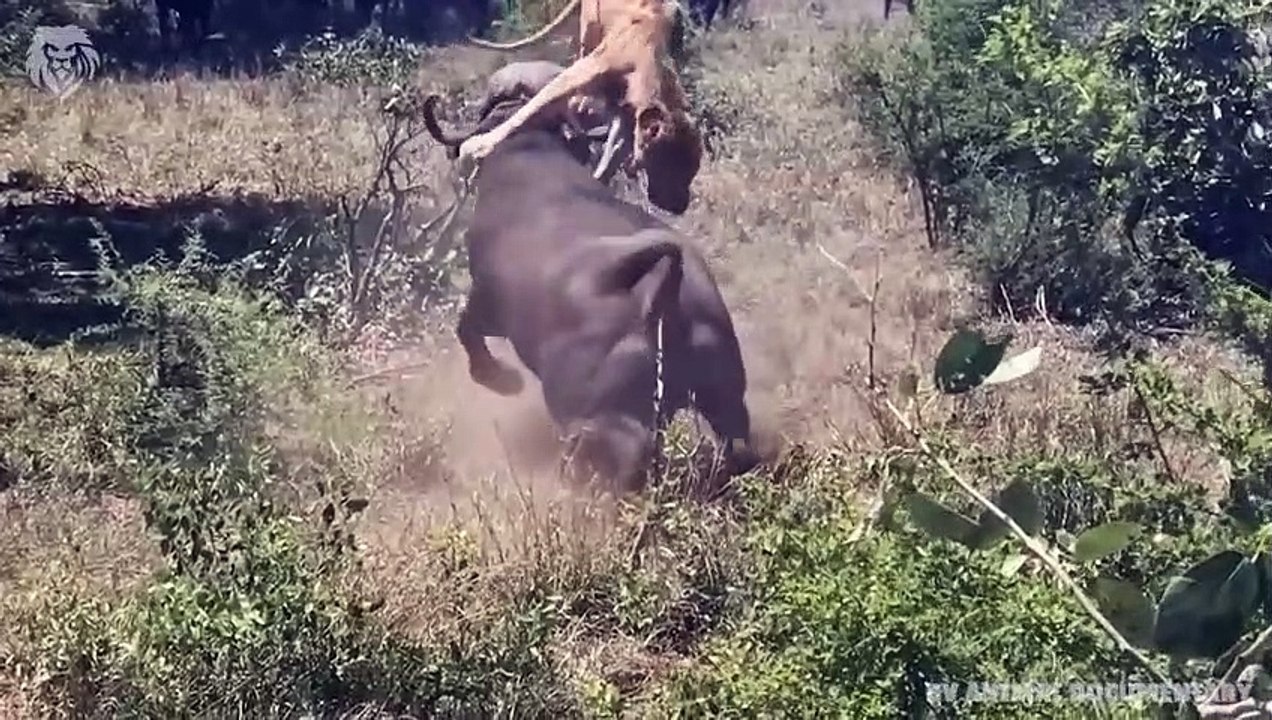 Angry Buffalo attacks Car very hard , Wild Animals Attack