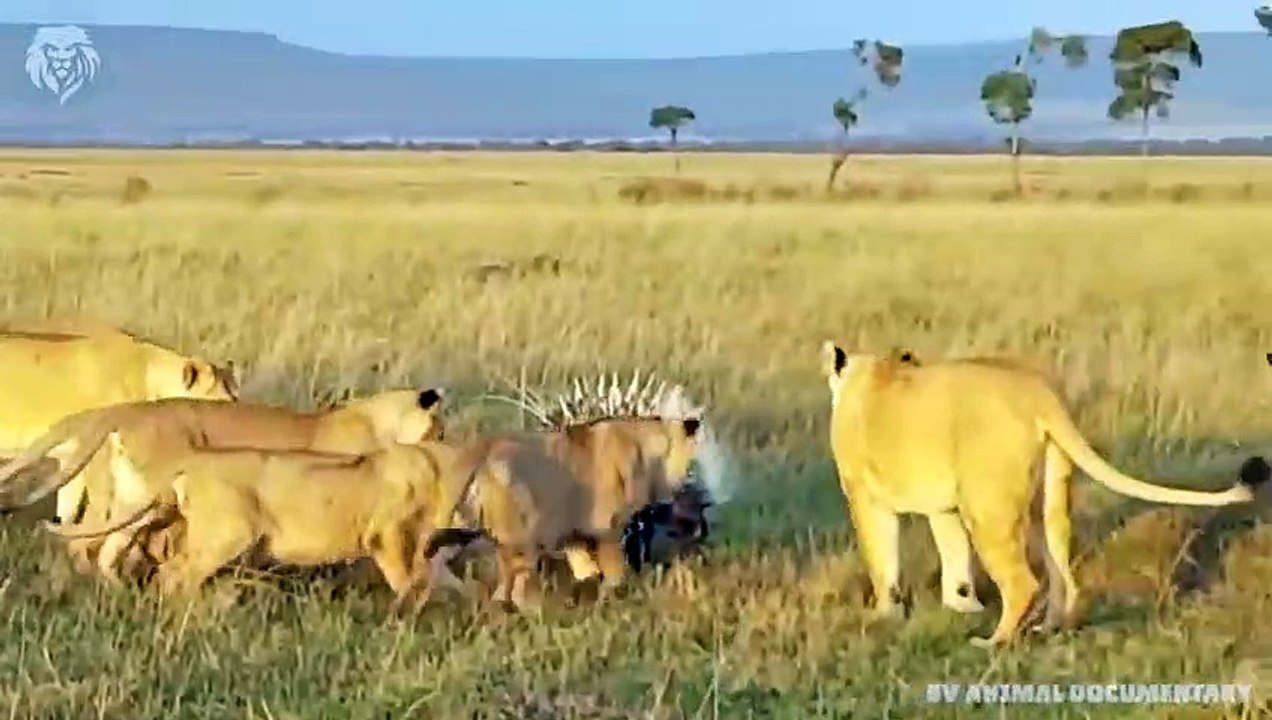 Extreme fight Lion vs Porcupine, Wild Animals Attack