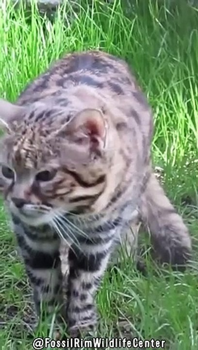 Tödlichste Katze - Gefährlich & Kriminell Süß