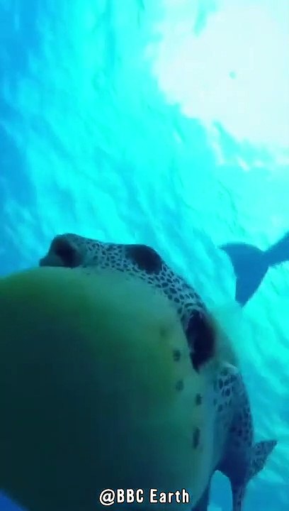 Delfine Gönnen Sich Kugelfisch