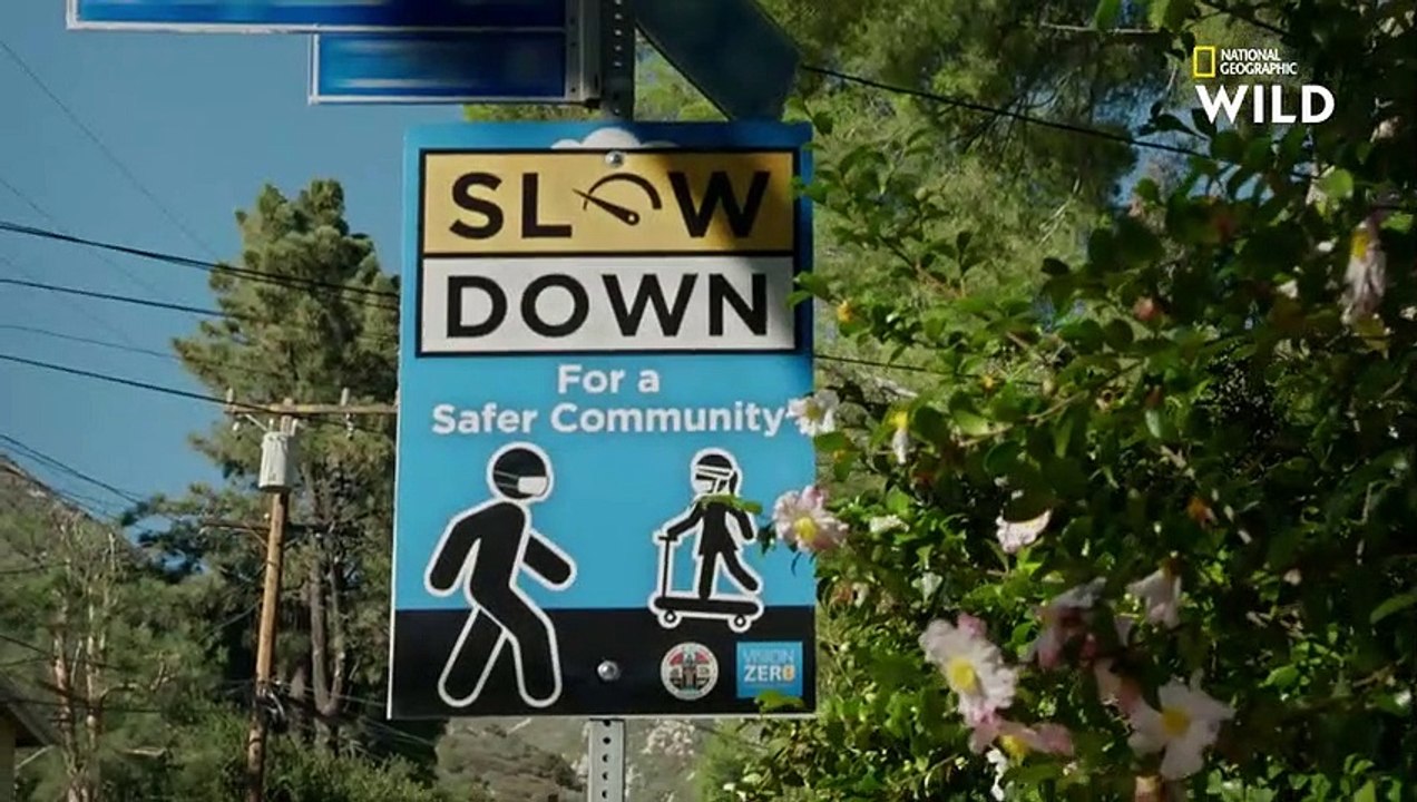 L'agressivité de ce chien est dangereuse pour sa famille   CESAR MILLAN  TEL MAITRE, TEL CHIEN