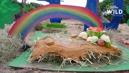 Célébration du 40ème anniversaire d'un éléphant   AU CŒUR DE DISNEY'S ANIMAL KINGDOM