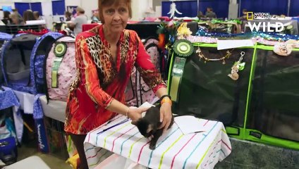 Dernière exposition pour ce persan dans la catégorie  chaton    BÊTES DE GLOIRE