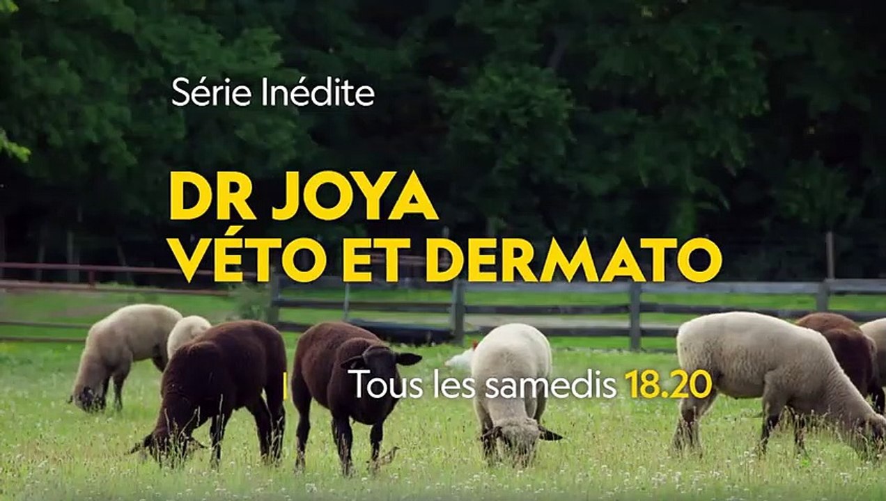 Ce Labrador Retriever a la peau noire et rugueuse   DR JOYA, VÉTO ET DERMATO