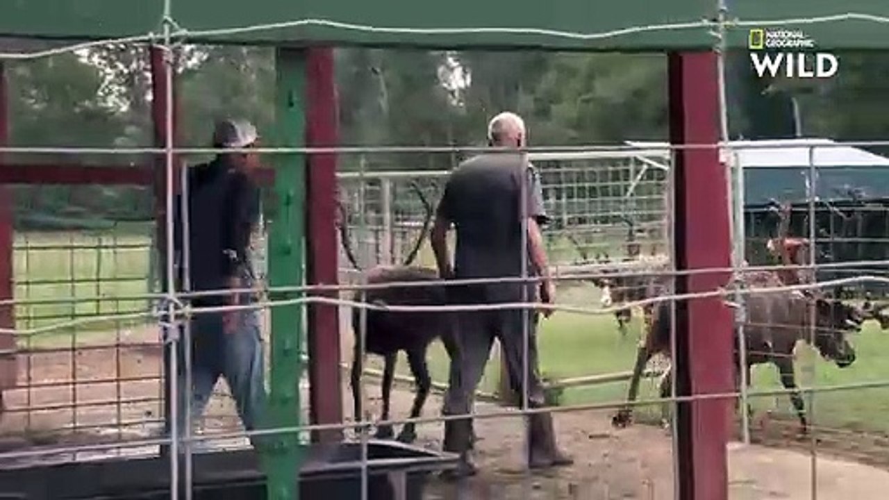 Ce renne s'est écorché ses nouveaux bois contre une clôture   L'INCROYABLE DR POL