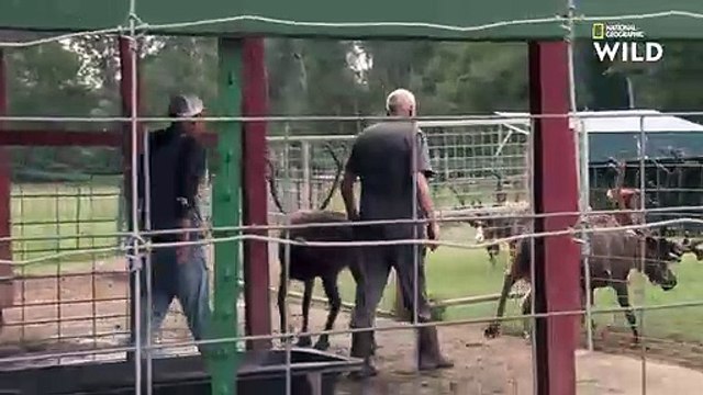 Ce renne s'est écorché ses nouveaux bois contre une clôture L'INCROYABLE DR POL