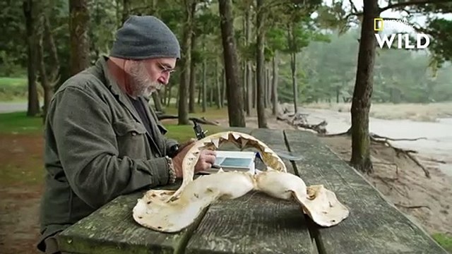 Explications scientifiques sur les attaques de grands requins blancs SHARKS ATTACK !