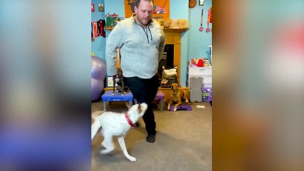Funniest Animal Videos  - Funny Cats invited to the Dog Party