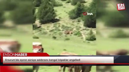 Adana'da 50 yıllık evli çift nikah tazeledi