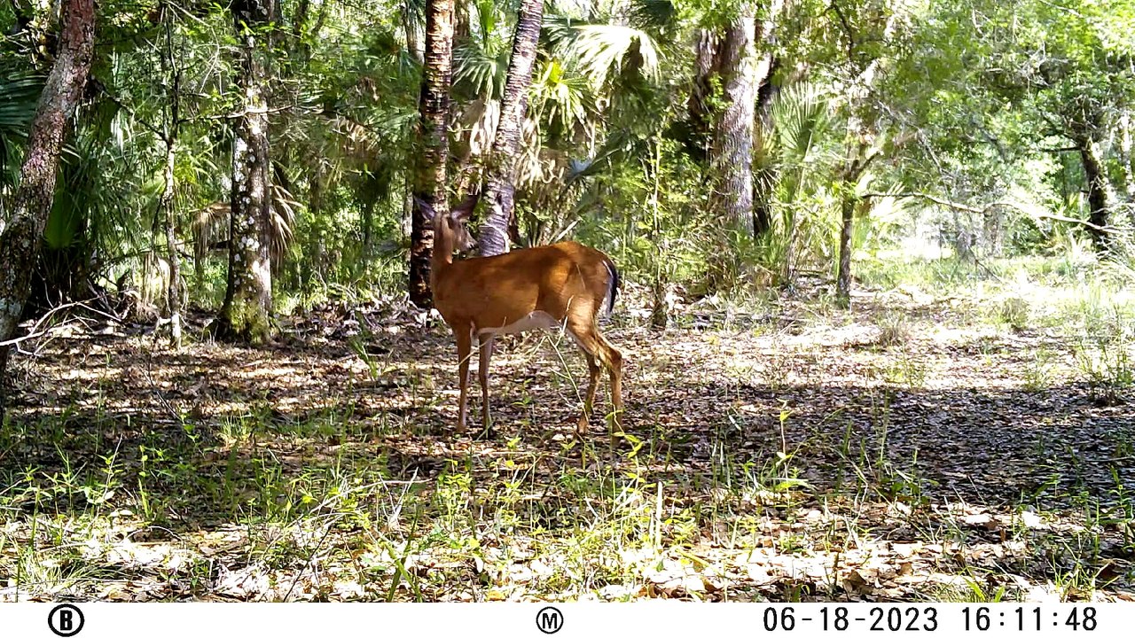 Wildlife Camera #3