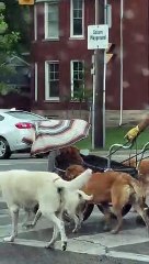 A Committee Of Canines