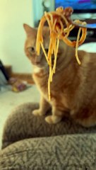 Cat Does Not Approve of Spaghetti