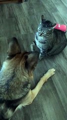 funny cat and dog fights