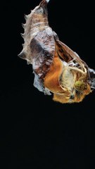 Damora Sagana Butterfly Emerges From Its Cocoon