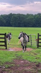American Flag Horse Painting Tutorial