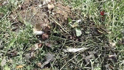 Alibey Barajı'na akan derede korkutan görüntü: Onlar balık telef olarak kıyıya vurdu