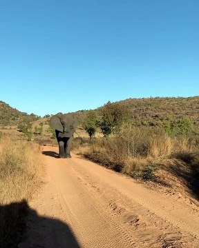 Elephant coming closer and closer! #Shorts