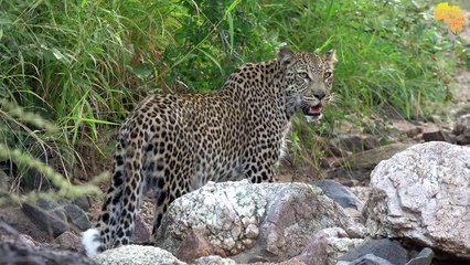 LEOPARD CUB playing with mom