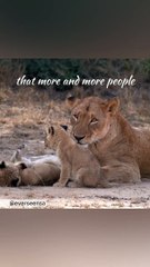 Lion cubs wishing you a Merry Christmas #Shorts