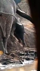 Mom saving baby elephant #Shorts