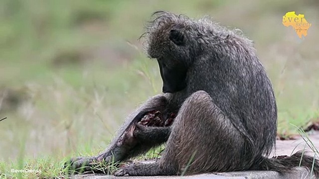 NEVER SEEN BEFORE! Baboon EATS his own leg...