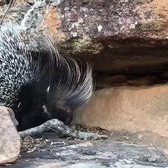 What animal is this #Shorts