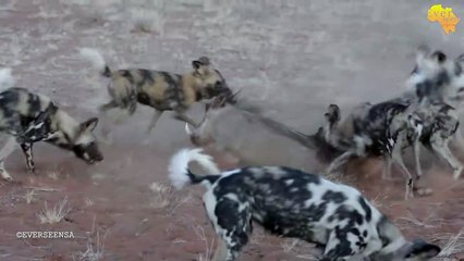 Wild dogs digging out PUMBA from his hole