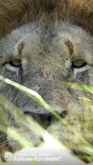 Be aware #shorts #youtubeshorts #africawildlife #lion #africanwildlife