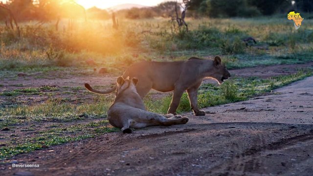 Cute lion cubs playing