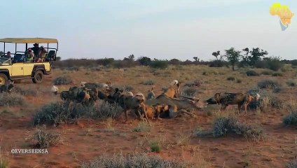 Wild dogs vs Oryx baby