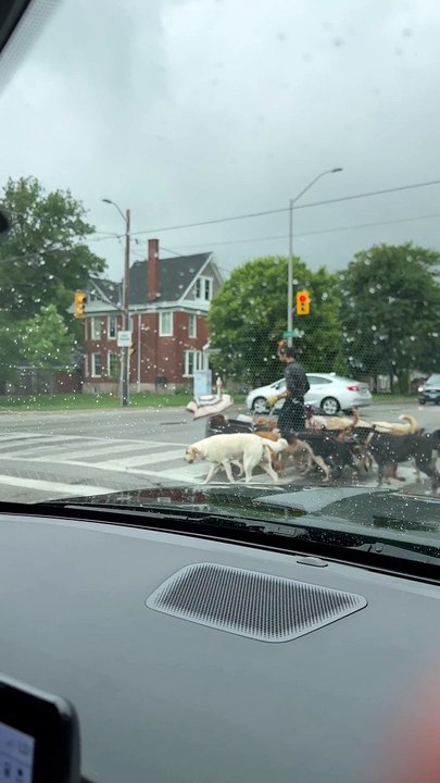 A Committee Of Canines